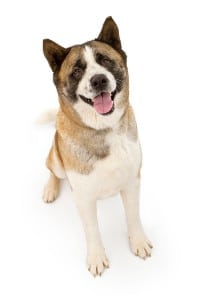 Akitas are one of the many non-bull breeds facing BSL.