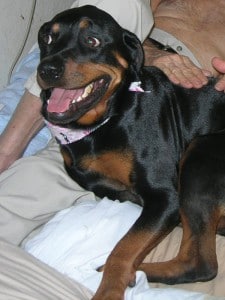 Cassady the Rottweiler on a therapy visit.
