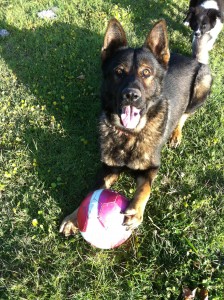 Sargent Playing with his Ball.
