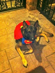 Monte in his Super Dog costume for Halloween 2 months before he accidentally got out.