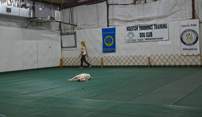 American Pit Bull Terrier laying flat in and obedience ring. Smooch PCD RN RAE