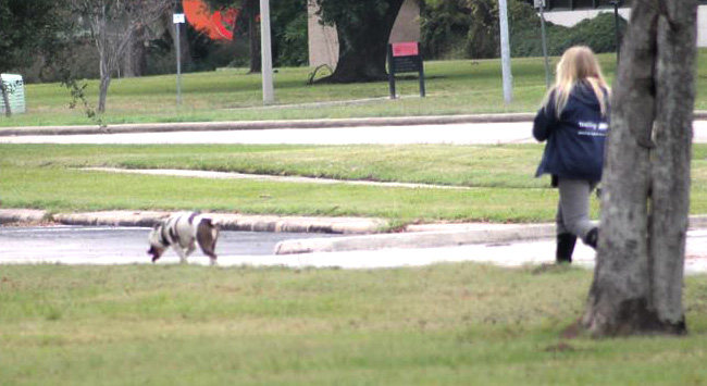 American Pit Bull Terrier scent tracking in field ZENA VST