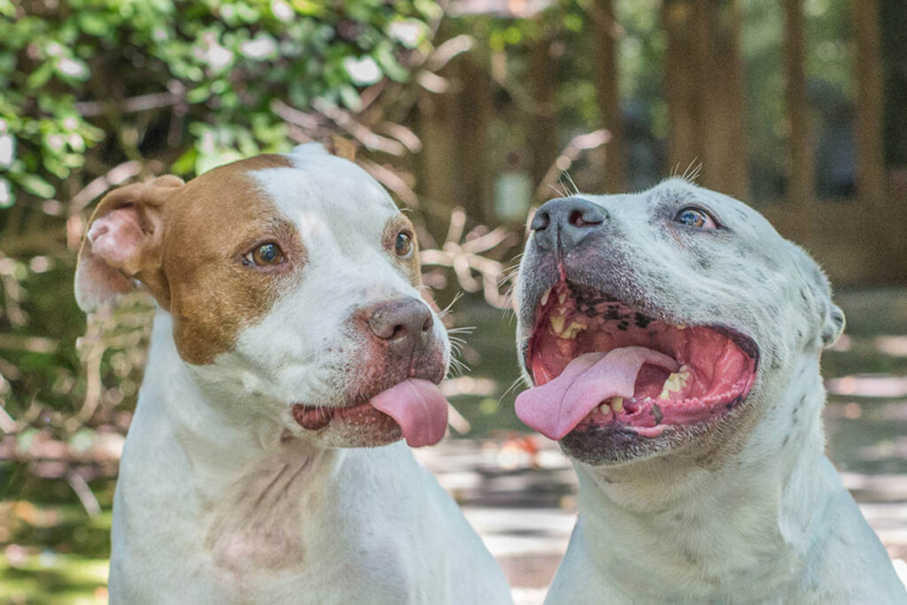 Two Friendly American Pit Bull Terriers