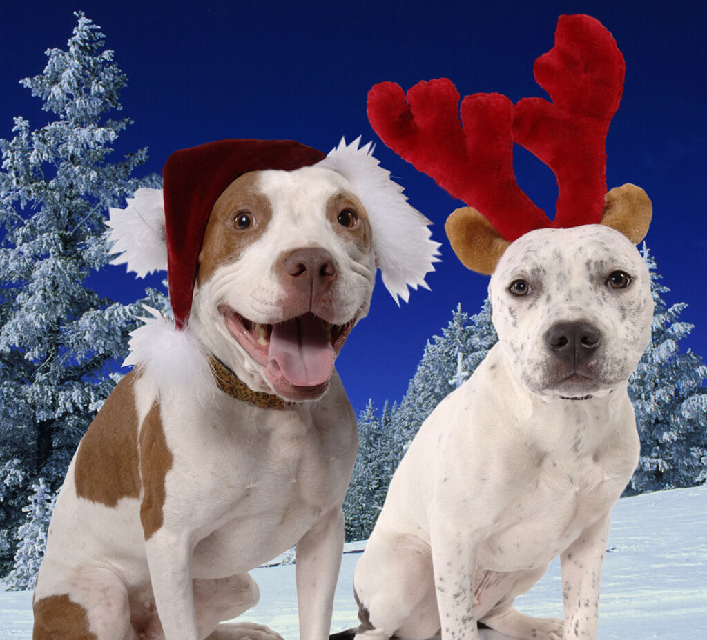 Zeus and Zena in Christmas Card setting