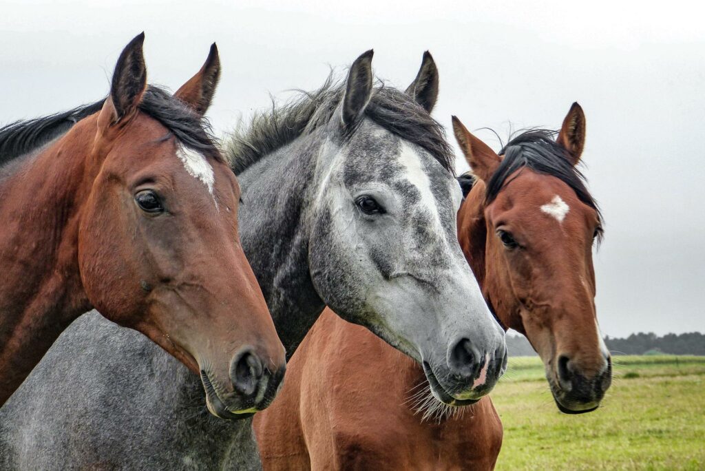 Three horses on pasture