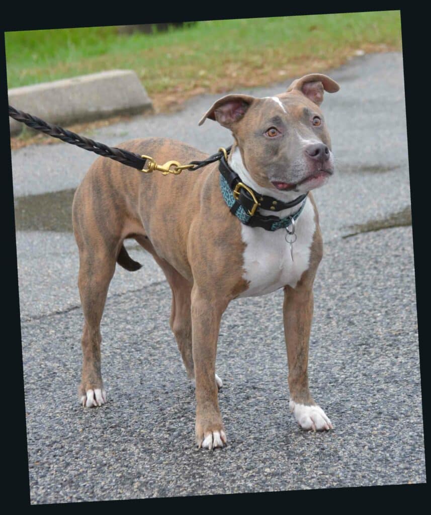Zephyr, a tan and white American Pit Bull Terrier