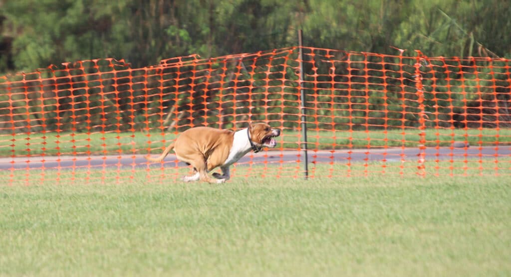 Zane APBT dog running very fast